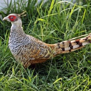 Cheer Pheasant