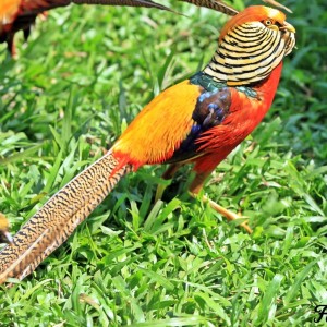 Golden Pheasant