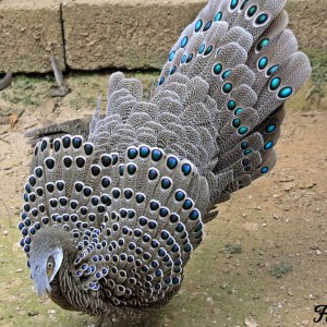 Grey Peacock-pheasant Upright Crest