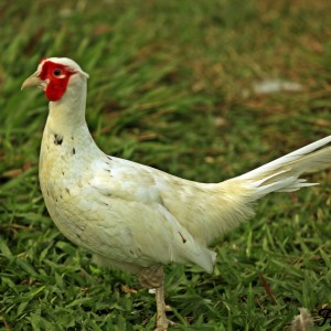 Jumbo White Pheasant