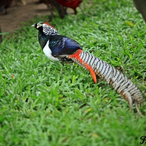 Lady Amherst’s Pheasant