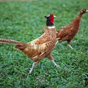 Brown Pheasant