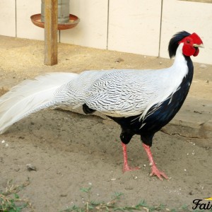 Silver Pheasant