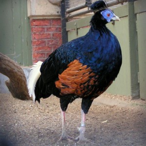 Malay Crested Fireback