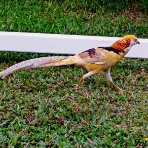 Yellow Golden Pheasant