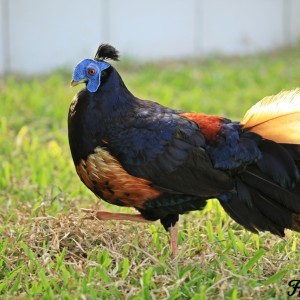 Bornean Fireback (Greater Bornean)