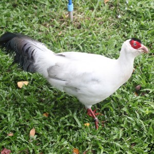 White Eared Pheasant