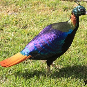 Himalayan Monal