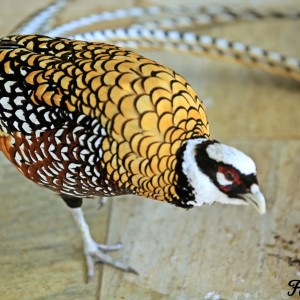 Reeves’s Pheasant