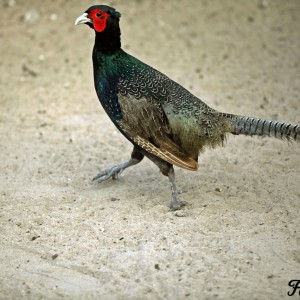 Green pheasant