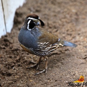 California Partridge