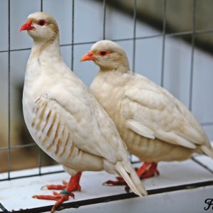 White Chukar Partridge